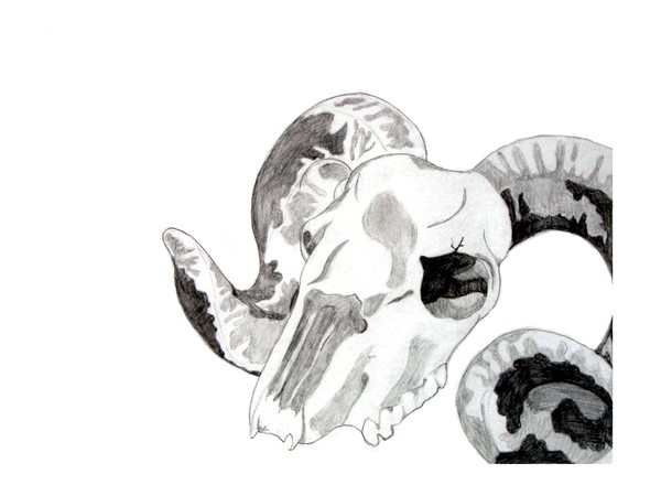 Ram Skull