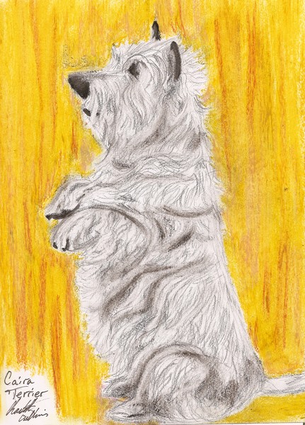 Caira Terrier 