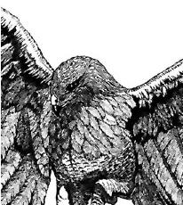 Ferruginous Hawk