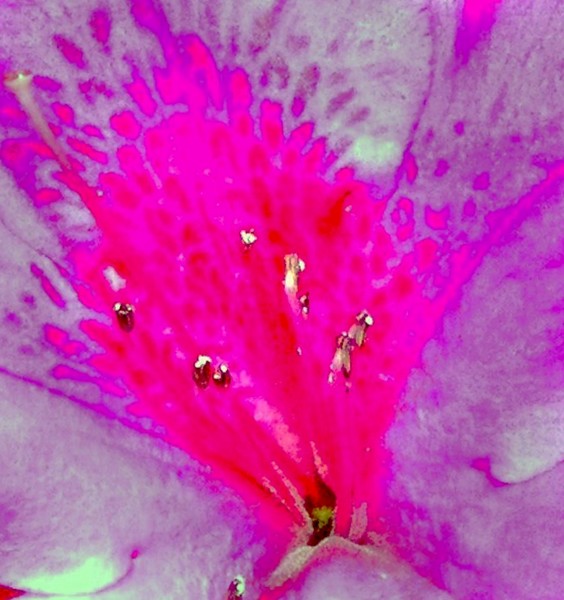 Purple Passion