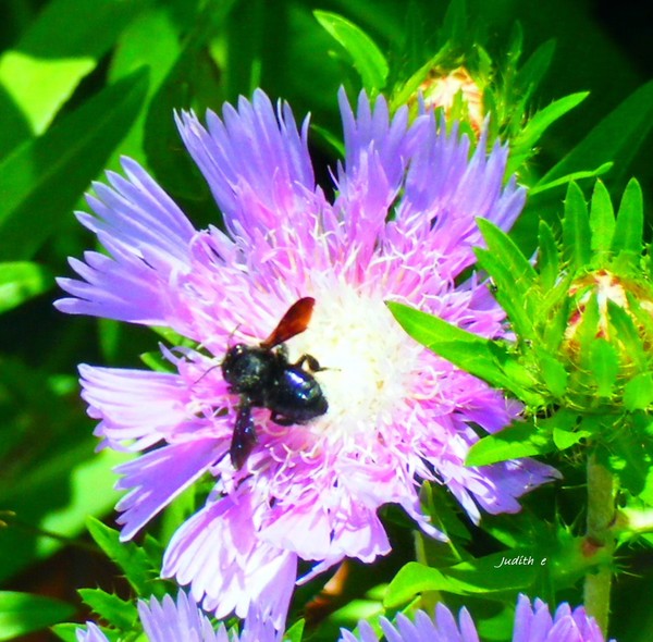 Flower Love