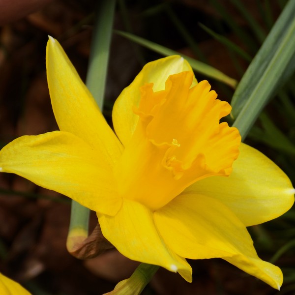 Yellow No. 1