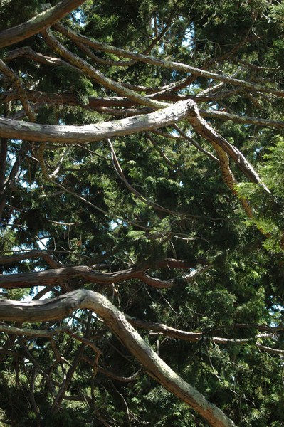 Light and Tree