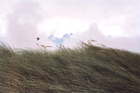 Light Dune in the summer....