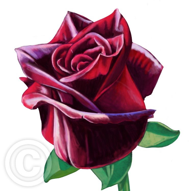 Rose Bud Cliparts, Stock Vector and Royalty Free Rose Bud Illustrations