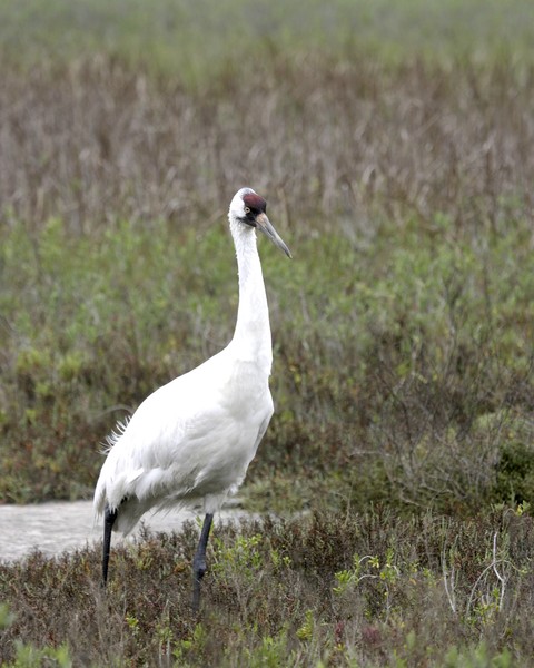 Whooping Crane