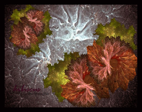 Hibiscus