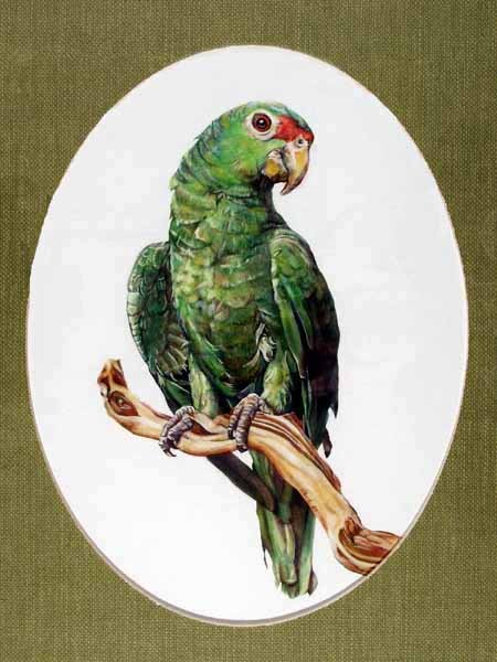 Green_Parrot