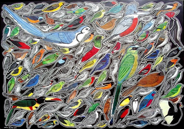 Costarican Avifauna