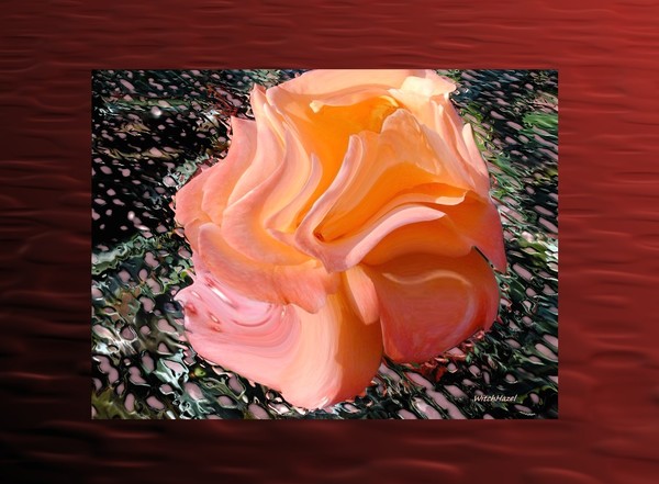 Lady Rose