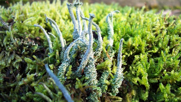 Moss