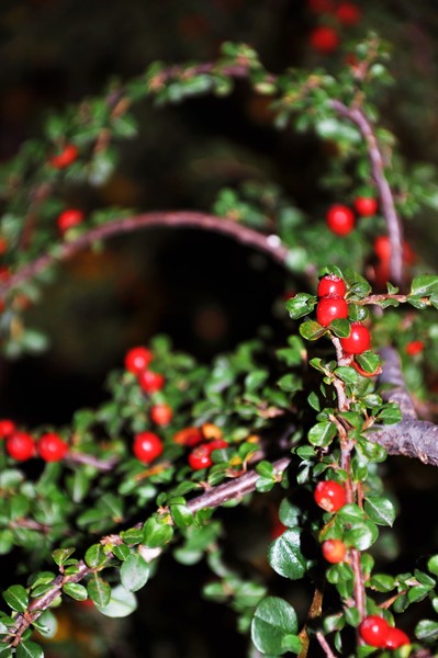 very berries