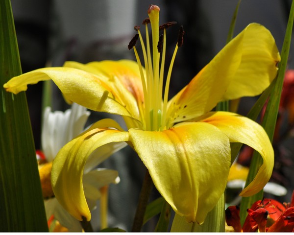 yellow lily