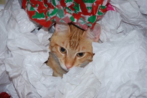 Christmas Kitty