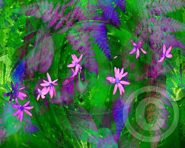 ferns