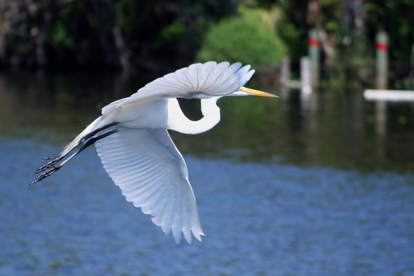 Great White Egret