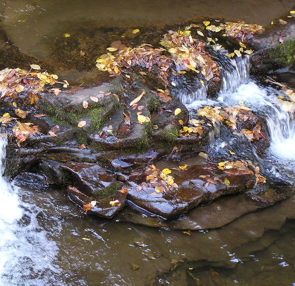 Leaves & Water