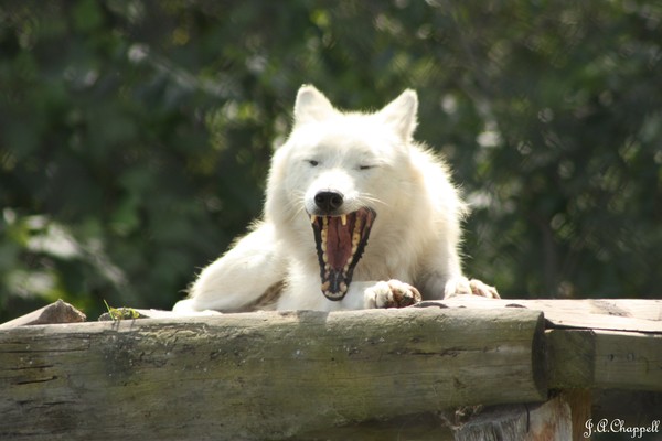 arctic wolf