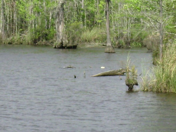 alabama bayou