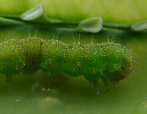 Caterpillar