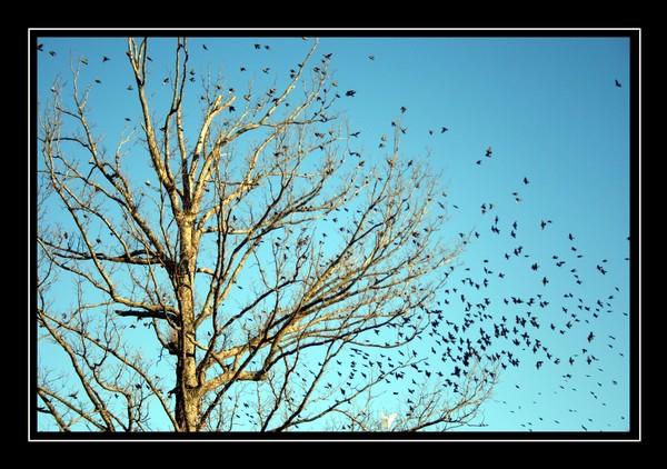 Backyard Birdies