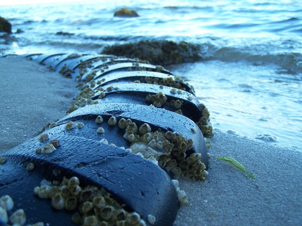 Barnacle's