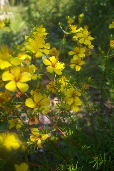 Morning dew