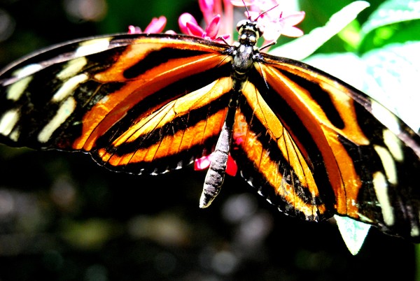 Tiger stripes