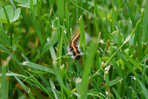 Sneaking