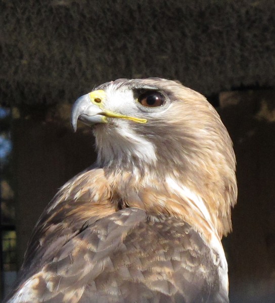 RED TAIL HAWK