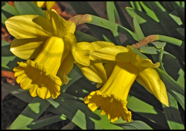 DAFFODIL TWINS