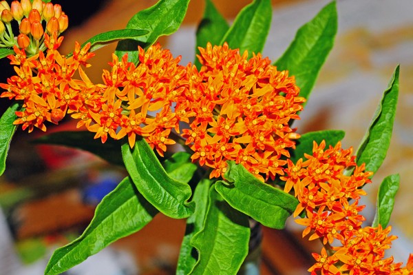 Butterfly-weed; Orange Milkweed