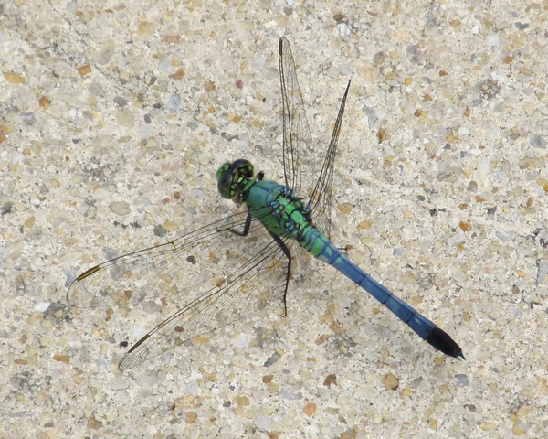 Blue Dragonfly