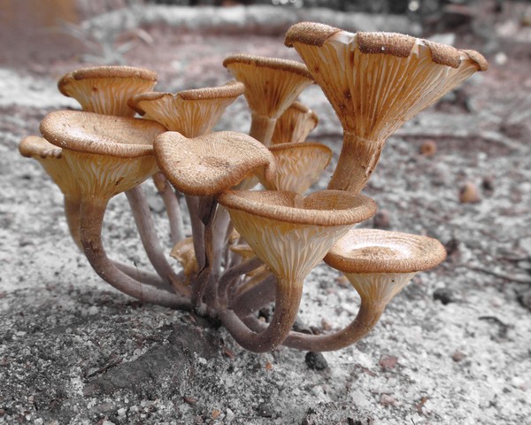 Mushrooms