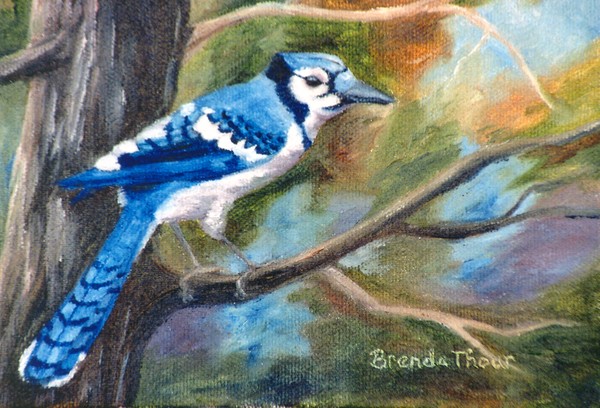 Blue Jay