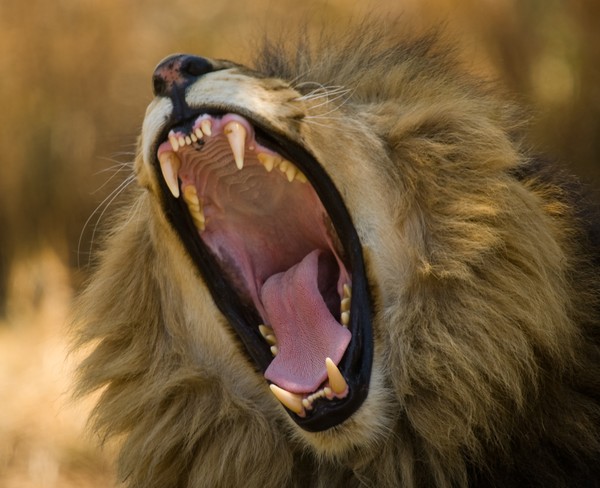 Lion Yawn