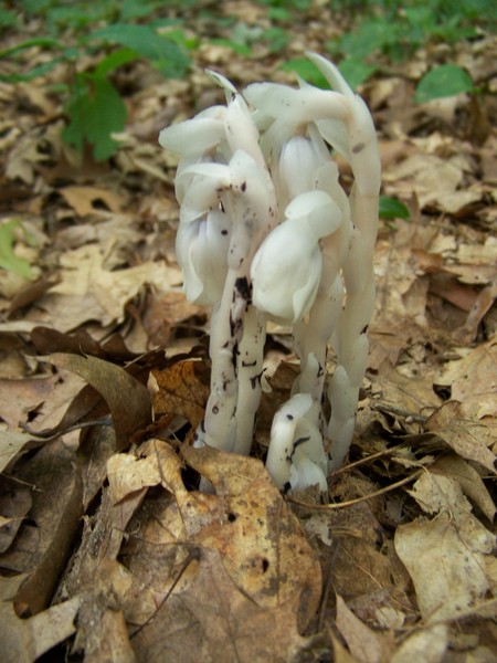 mystrey plant?