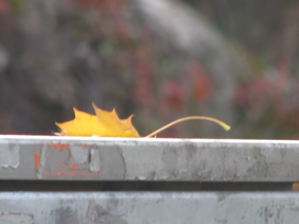 naturephoto /autum-4 seasons-series