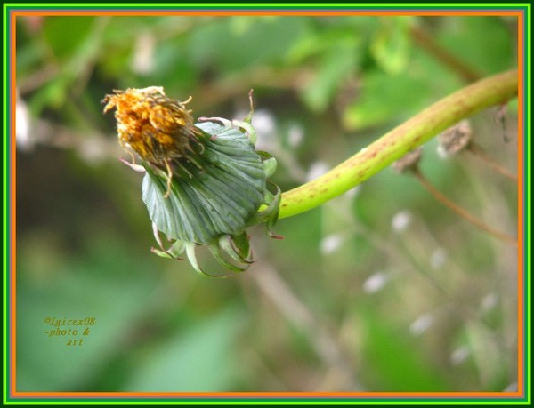 Septemberbliss2008-