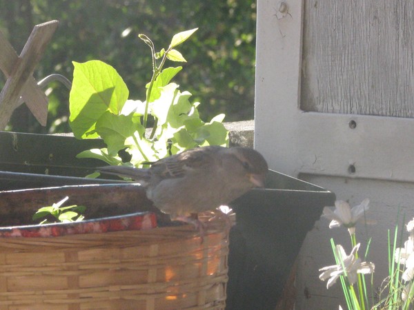 hungry..summer..visitor