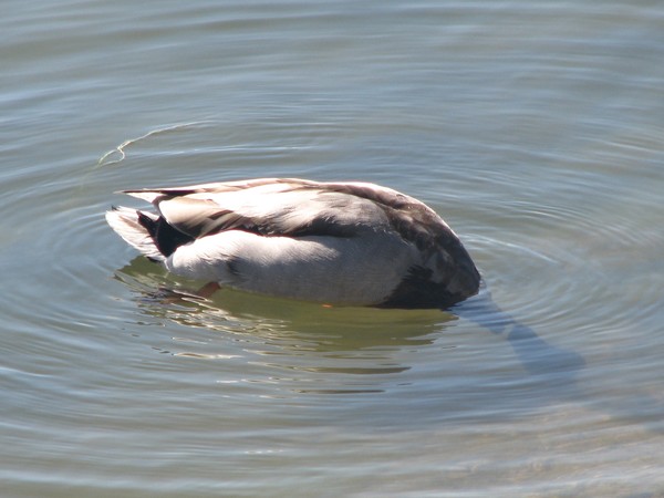 Duck series: