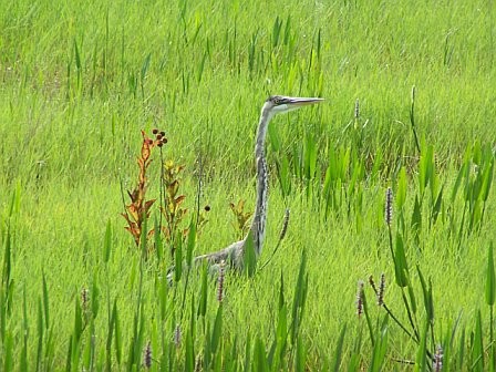 birds of the Everglades