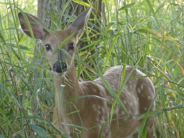 Fawn