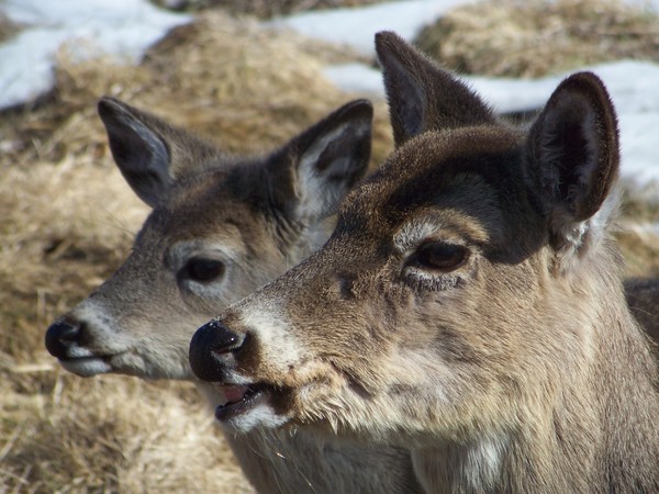 Deer