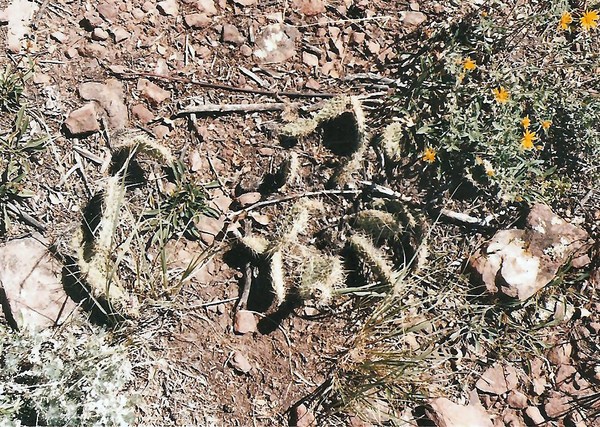 Colorado Cactus