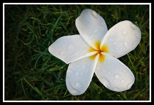 Plumeria