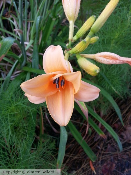 Lily 7/23/2013
