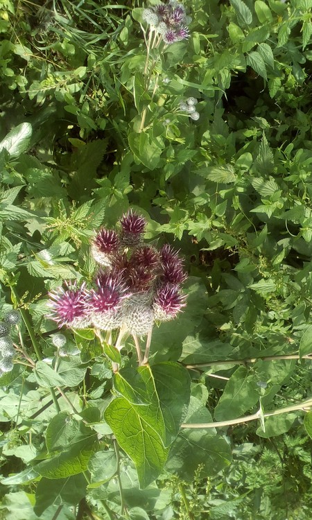 Plant