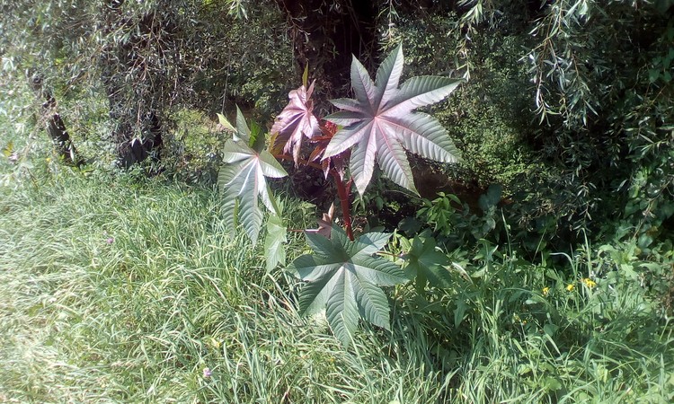 Decorative plant in free nature