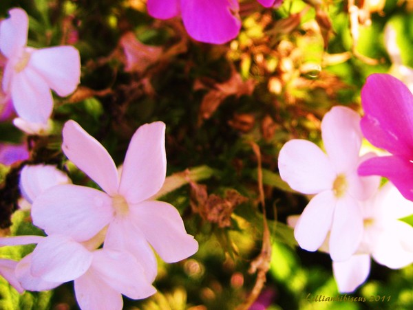 Missing the Flowers